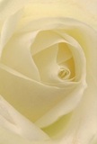 Transporting you into the heart of this cream-hued rose, the image captures the gentle essence and artistry found in the East Ham florist tradition. Each petal unfurls in a spiral dance, their soft, almost weightless surfaces reminiscent of fresh morning dew found in Plashet Park. Shadows drift lightly along the folds, lending luminous depth and a hint of quiet drama to the otherwise peaceful arrangement. The aura is one of tranquility-the subtle peace that accompanies early mornings along bustling High Street North, or that lingers with the giving of a well-chosen floral tribute. This rose, ideal for expressing deep sympathy, new beginnings, or heartfelt admiration, emanates an understated yet surely present scent. Its arrangement invites you to share in the devotion and finesse of an expert local florist, each swirl carefully placed to evoke comfort, grace, and sincerity for families and friends across East Ham. Ready for same-day delivery, this bloom ensures every special occasion is graced with lasting beauty and meaning.